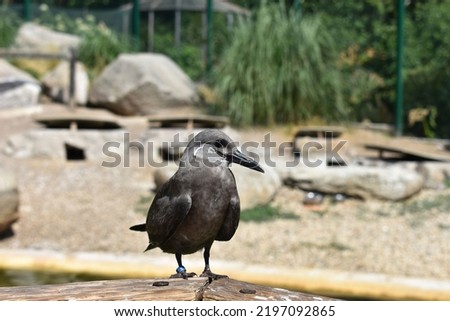Grey bird in the zoo standing on the wooden beam