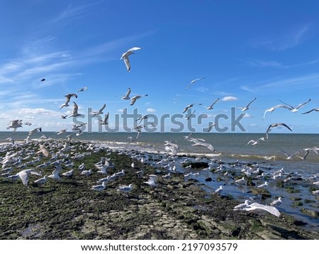 Seagulls on the beach of the North Sea in calm weather and blue sky