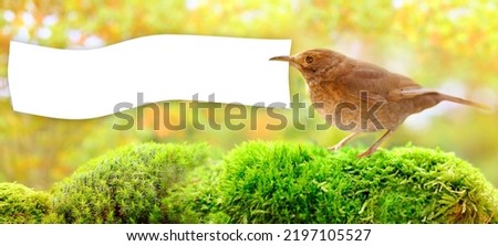 brown bird, songbird, Turdus Eremita sits on wooden table in garden, empty blank sheet of white paper, banner for text in beak, blurred natural background, panorama, seasonal concept, wallpapers