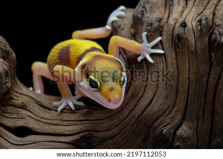 Leopard gecko lizard on wood with black background, eublepharis macularius, animal closeup