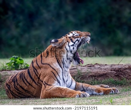 A bengal Tiger with its full mouth open