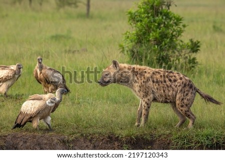 Spotted hyena and White-backed Vultures looking at each other in the African bush of Masai Mara National park Kenya. Wildlife on Safari