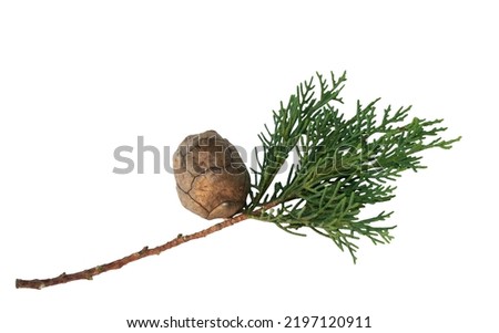 Cone and leaves of Mediterranean cypress (Cupressus sempervirens) Royalty-Free Stock Photo #2197120911