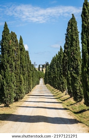 Rows of Italian cypress trees along a white gravel rural road in the Chianti region of Tuscany, Italy, Europe. Royalty-Free Stock Photo #2197121291