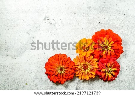 Five zinnia flowers are placed at the bottom of the image, allowing space for text. Yellow, and orange flowers. Concrete background.