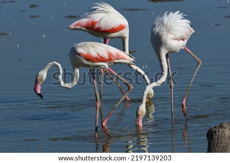 Flamingos or flamingoes are a type of wading bird in the family Phoenicopteridae, which is the only extant family in the order Phoenicopteriformes. Phoenicopterus roseus.