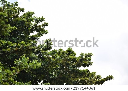 Leaves,nature pictures,This is a beautiful view branches of green and orange foliage of sea almond tree.form down to the top with green leave,Nature Background,beautiful view of nature leaf.Thailand.