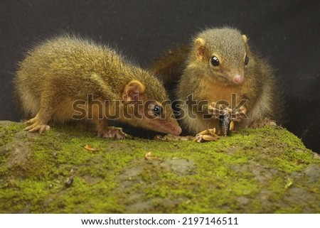 A pair of Javan treeshrews preying on cricket on a moss-covered rock. This rodent mammal has the scientific name Tupaia javanica.