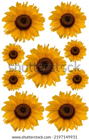 Sunflowers on a white isolated background can be used as a background image.