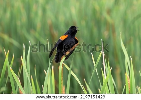 A Red-winged Blackbird with colorful plumage singing a song while clutching a fresh cattail and a reed leaf.