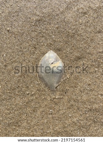 On the beach lies in the sand a flatfish with the belly side upwards
