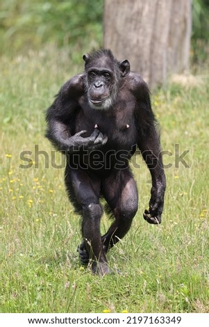 Portrait of a walking chimpanzee, in natural habitat. Pan troglodytes, at wild nature Royalty-Free Stock Photo #2197163349