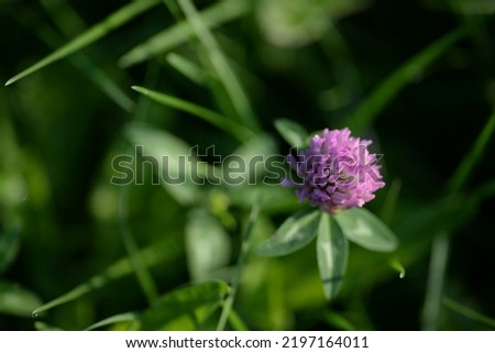 clover flowers, pink clover flowers on a green background, vibrant natural background Royalty-Free Stock Photo #2197164011