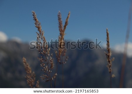 Grass in Front of Mountain view
