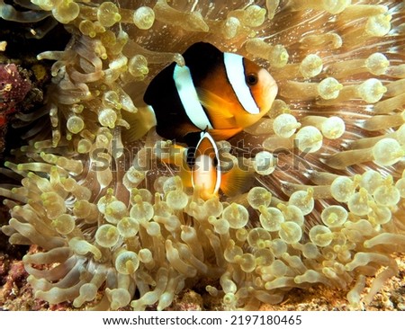 A pair of Clark's anemonefish inside a Bubble-tip Anemone Boracay Island Philippines