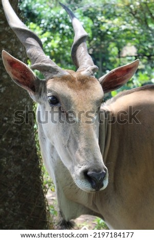 The common eland, also known as the southern antelope or the eland antelope, is a savanna and plains antelope found in East and Southern Africa. Royalty-Free Stock Photo #2197184177