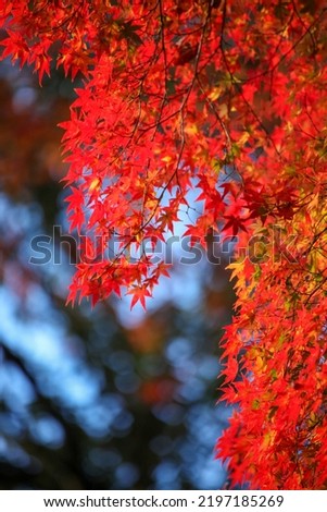 Autumn leaves of Japanese maple in Shimogamo Shrine Tadasu no Mori Royalty-Free Stock Photo #2197185269