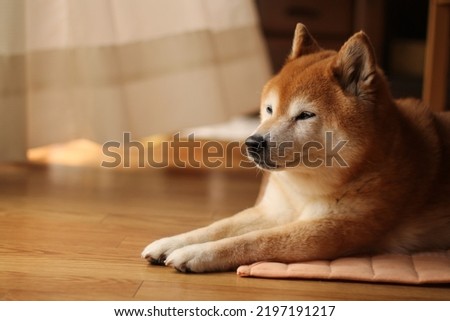 Pictures of dog relaxing in living room