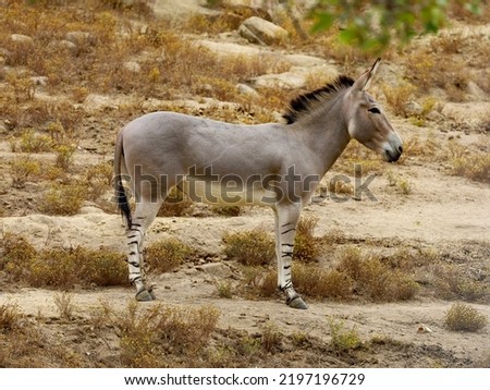 A Somali wild ass standing on an arid mountain.