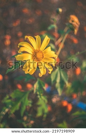 Sun Flower Yellow color in flower field morning on Holliday Picture Style Mood and Tone Vintage Tone