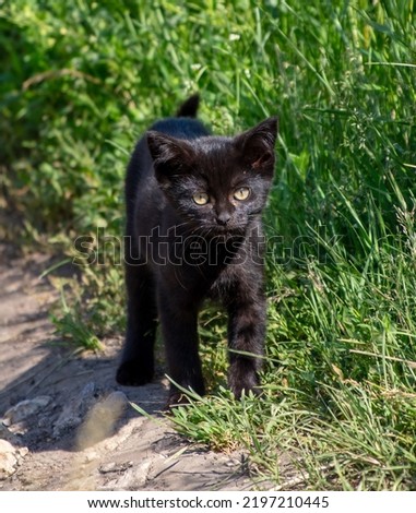 Portrait of a kitten in green grass. Animal