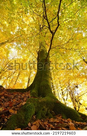 Vertical photo of an old tree in autumn