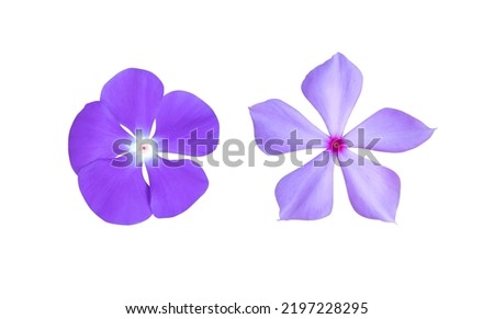 Madagascar periwinkle or Vinca or Old maid or Cayenne jasmine or Rose periwinkle flowers. Collection of red-pink-purple small single flower isolated on white background. Royalty-Free Stock Photo #2197228295