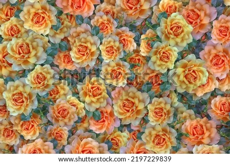 Flowers Background, Flowers Picture, Flowers