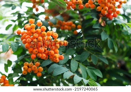 Rowan branches with ripe fruits close-up. Orange rowan berries on the rowan tree branches, ripe rowan berries closeup and green leaves.