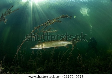 Calm northern pike in Traun river. River scuba diving. Pike during dive. European nature. Royalty-Free Stock Photo #2197240795