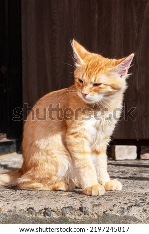 Cute cat portrait outdoor. Cat is resting sitting on the fence. Homeless cat is lying on the fence. Big green eyes.