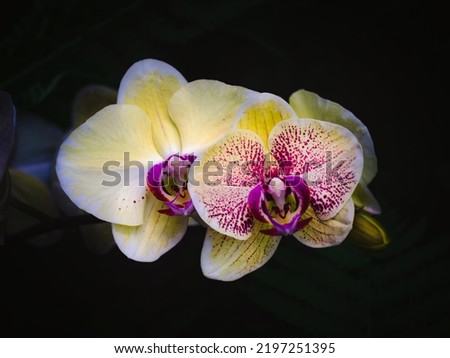 Macro shot of a yellow-pink orchid
