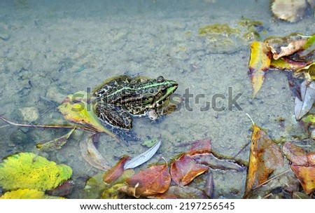 bright river frog on the shore of the pond