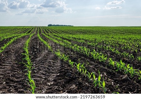 Corn field with young plants on fertile soil, close-up with bright green on dark brown Royalty-Free Stock Photo #2197263659