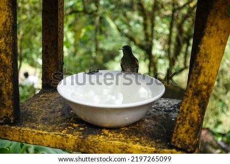 Hummingbird sits on a white bowl and drinks in an aviary in the jungle. blurred background. Animal photo tropical bird. Wildlife
