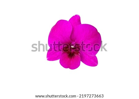 Beautiful orchid flower with isolated on white background. and natural background.  Bouquet of purple and white.