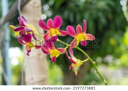 Beautiful orchid flower on natural background and natural background.  Bouquet of blue, purple, pink, white and white.
