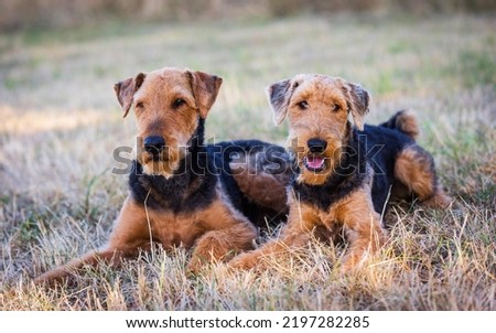 Portrait of two nice Airedale Terrier, also called Bingley Terrier and Waterside Terrier Royalty-Free Stock Photo #2197282285