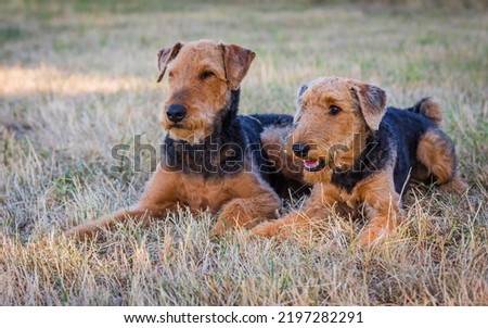 Portrait of two nice Airedale Terrier, also called Bingley Terrier and Waterside Terrier Royalty-Free Stock Photo #2197282291