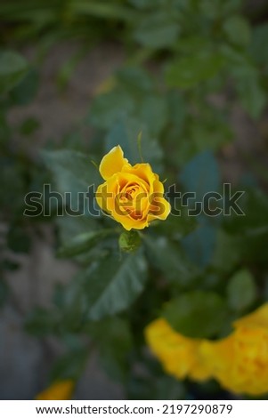 A rose in button with a yellow color. Day shooting, outdoor and without character. Front view.