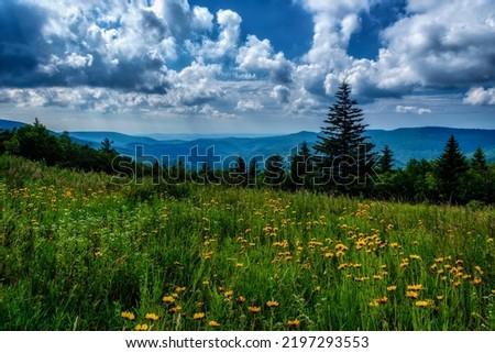 Summer flowers blow in the cooling breeze at the Big Spruce Overlook along the Highland Scenic Highway, a National Scenic Byway, Pocahontas County, West Virginia, USA Royalty-Free Stock Photo #2197293553