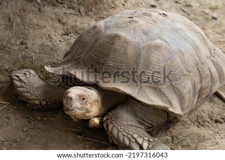 Aldabra Giant Tortoise With Mud In The Background Royalty-Free Stock Photo #2197316043