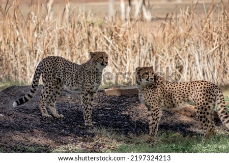 Two young cheetahs play fighting