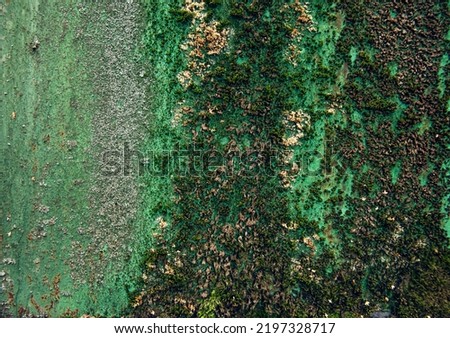 Moss on the surface of the green wall. Background of nature. The texture has the color of green moss. The texture of the old wall. shades of green. copy space