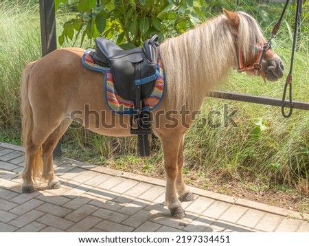 A small light brown pony with blonde hair, equipped with a complete set of riding gears such as saddle pad, girth, stirrup, and a riding bridle.