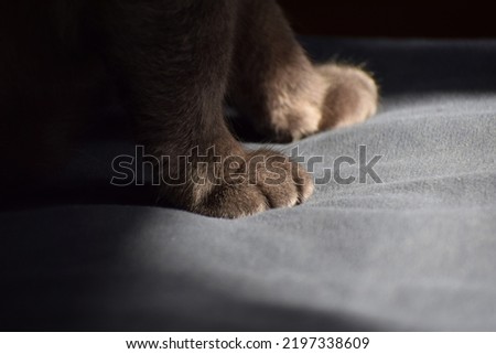 Banner about Pets, white background gray paws of a cat. Paws of a British cat with short hair close-up.Cat's feet. Gray color.selective focus.
