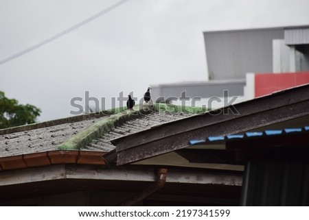 Pigeon or dove on roofs. In picture see gray tile roof and a beautiful background of sky and cloud. Feral pigeon gray and brown mixed together looking at camera was impressed and fresh (Dove concept)