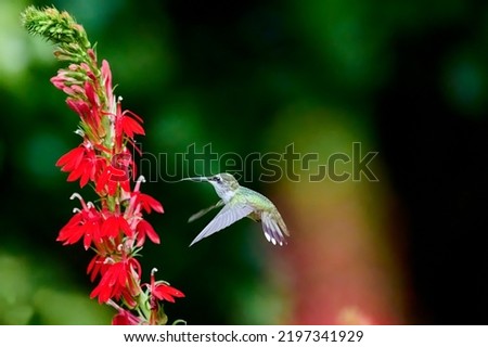 Juvenile male Ruby-throated Hummingbird (rchilochus colubris) feeding on a cardinal flower (Lobelia cardinalis). Royalty-Free Stock Photo #2197341929