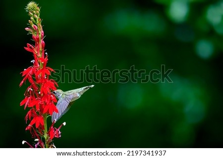 Ruby-throated Hummingbird (rchilochus colubris) in flight feeding on a cardinal flower (Lobelia cardinalis). Royalty-Free Stock Photo #2197341937