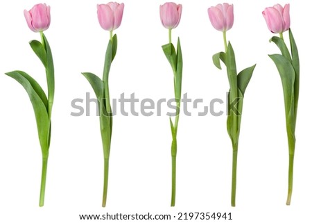 Pink tulip flower isolated on white background. Spring tulip flowers. Easter or Valentine's day greeting card. Woman's day. Royalty-Free Stock Photo #2197354941